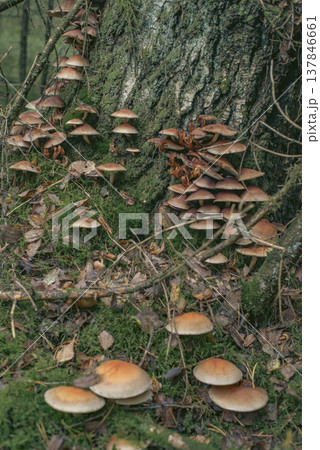 Group of Wild Mushrooms on Old Tree Trunk in Autumn Forest Group of Wild Mushrooms on Old Tree Trunk in Autumn Forest 137846661