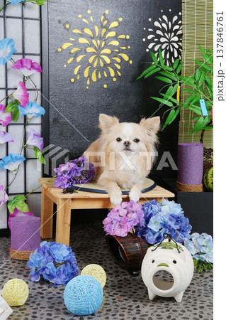 自作スタジオセットで夏の愛犬撮影会 自作スタジオセットで夏の愛犬撮影会 137846761