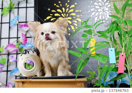 手作り七夕飾りとチワワの鼻ぺろ写真 137846763