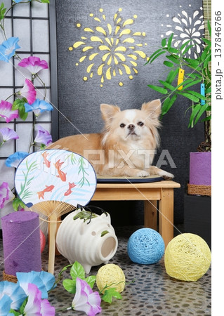 自作の七夕飾りと花火背景で愛犬撮影 137846766