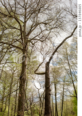 Lush green foliage emerges on the trees branches in a serene forest setting, revealing the beauty of nature in early spring under a cloudy sky. Lush green foliage emerges on the trees branches in a serene forest setting, revealing the beauty of nature in early spring under a cloudy sky. 137846805
