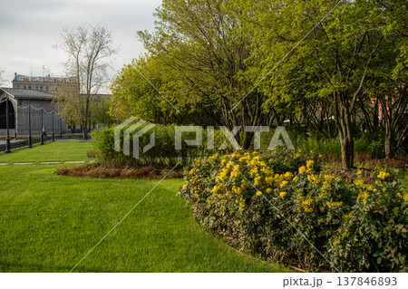 A peaceful park features an array of green shrubs and bright yellow flowers under soft morning light in an urban setting, inviting relaxation and enjoyment. A peaceful park features an array of green shrubs and bright yellow flowers under soft morning light in an urban setting, inviting relaxation and enjoyment. 137846893