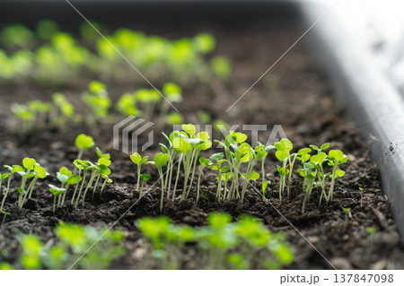 Young plants sprout from dark soil in a garden tray, displaying bright green leaves that indicate healthy growth during the early spring season. Young plants sprout from dark soil in a garden tray, displaying bright green leaves that indicate healthy growth during the early spring season. 137847098