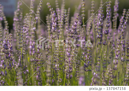A vibrant field of lavender showcases purple blooms as bees hover around, enjoying the warm light of a late afternoon in a peaceful, natural environment. 137847158