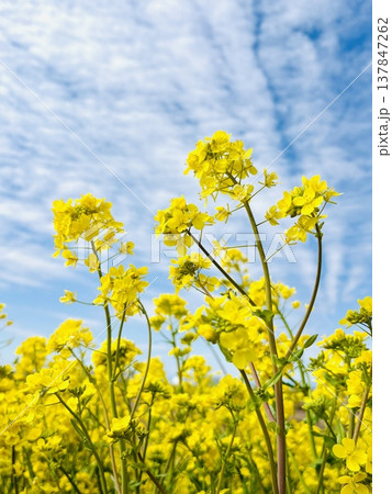 青空に映える菜の花 137847262