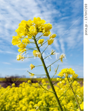 青空に映える菜の花 青空に映える菜の花 137847269