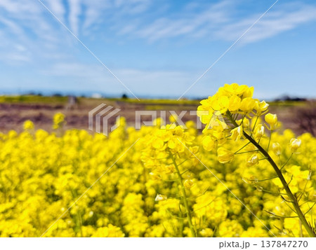 青空に映える菜の花 137847270