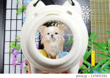蚊遣りから覗く白いチワワ 蚊遣りから覗く白いチワワ 137847291