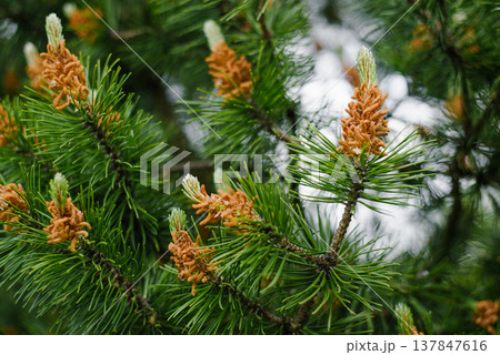 Pine Pollen Cones on Evergreen Tree Branch Close up 137847616