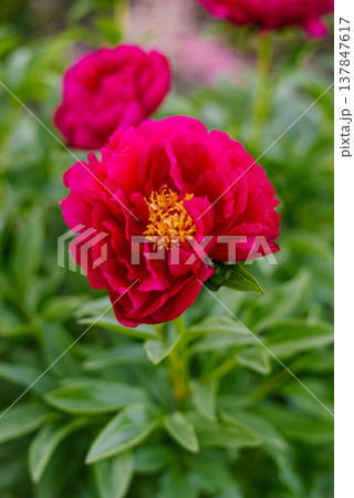 Beautiful Dark Pink Peony Ann Zahler Blooming in Green Foliage 137847617