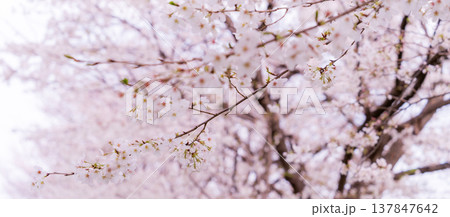 「埼玉県」芝川土手の春風景 川口市 「埼玉県」芝川土手の春風景 川口市 137847642