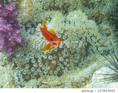 レッドサドルバックアネモネフィッシュ 137847643