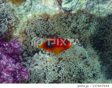 レッドサドルバックアネモネフィッシュ レッドサドルバックアネモネフィッシュ 137847644