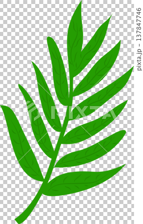 Fern Leaf Illustration 137847746