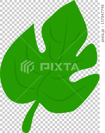Monstera Leaf Illustration Monstera Leaf Illustration 137847748