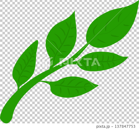 Green Leaf Branch Illustration 137847753