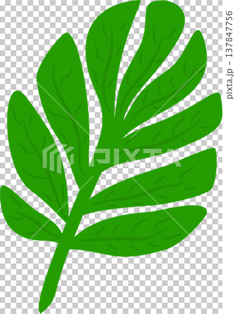 Palm Leaf Illustration Palm Leaf Illustration 137847756
