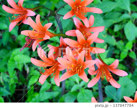 ヒガンバナ科の花オレンジ色のキツネノカミソリ ヒガンバナ科の花オレンジ色のキツネノカミソリ 137847784