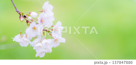 春の風景 桜の花のアップ 染井吉野 春の風景 桜の花のアップ 染井吉野 137847880