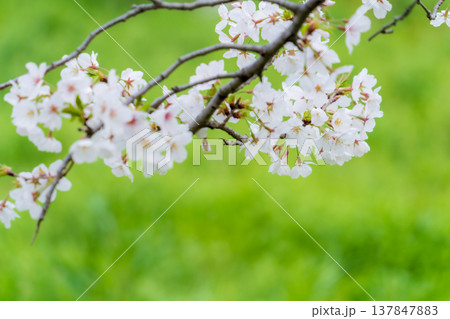 春の風景　桜の花のアップ　染井吉野 137847883