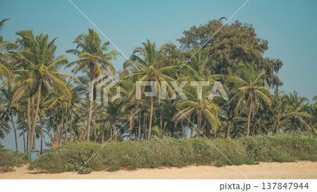 Tropical Coconut Palm Trees on Sunny Beach in Goa with Copy Space 137847944