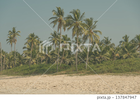 Tropical Coconut Palm Trees on Sunny Beach in Goa India with copy space Tropical Coconut Palm Trees on Sunny Beach in Goa India with copy space 137847947