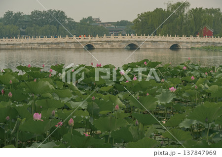 Lotus Pond with Ancient Stone Bridge in Beijing Beihai Park with copy space Lotus Pond with Ancient Stone Bridge in Beijing Beihai Park with copy space 137847969