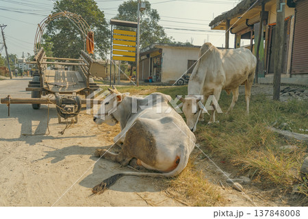Traditional Village Life with White Cows and Wooden Cart in Rural Asia with copy space Traditional Village Life with White Cows and Wooden Cart in Rural Asia with copy space 137848008