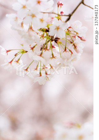 満開の桜のアップ 染井吉野 満開の桜のアップ 染井吉野 137848173
