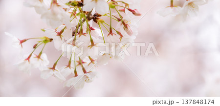 満開の桜のアップ 染井吉野 満開の桜のアップ 染井吉野 137848174