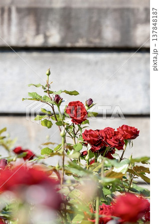 初夏に咲く赤いバラの花畑 初夏に咲く赤いバラの花畑 137848187