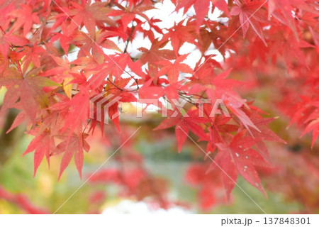 真っ赤な紅葉 真っ赤な紅葉 137848301