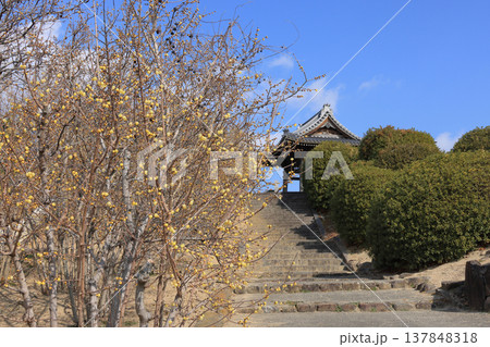 三豊市の蝋梅の名所「延命院」 137848318