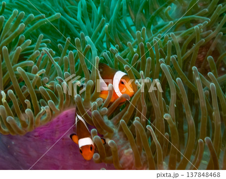 カクレクマノミ 137848468