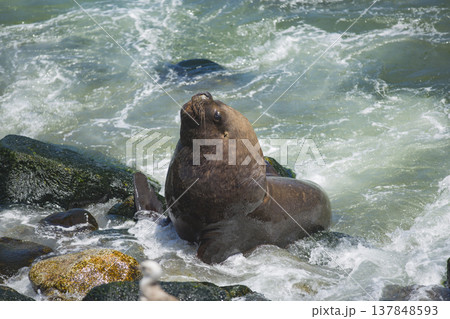 South American Sea Lion Resting on Rocks in Breaking Waves with Copy Space South American Sea Lion Resting on Rocks in Breaking Waves with Copy Space 137848593