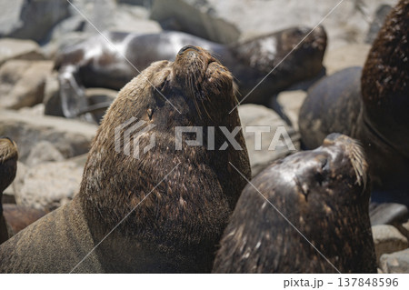 South American Sea Lion Sunbathing with Closed Eyes against Rocks and Copy Space 137848596