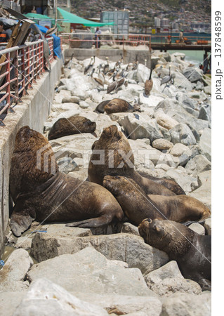 Group of South American Sea Lions and Pelicans Resting on Sunny Coastal Rocks with Copy Space Group of South American Sea Lions and Pelicans Resting on Sunny Coastal Rocks with Copy Space 137848599