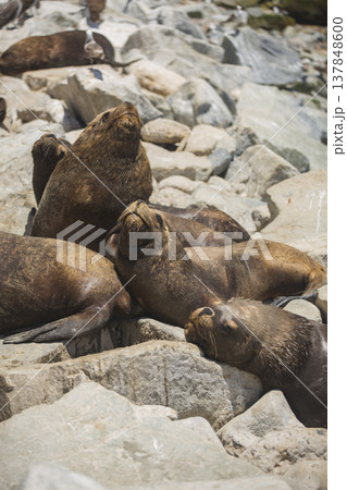 Group of South American Sea Lions Basking on Coastal Rocks with Copy Space 137848600