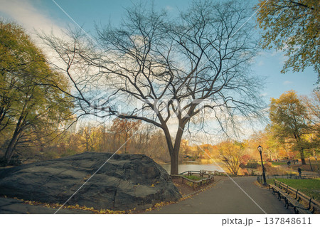 Autumn landscape in Central Park New York City, tranquility and urban nature concept with copy space 137848611
