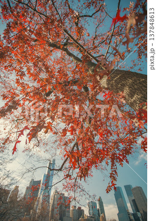 Red Autumn Oak Leaves against New York City Skyline with Blue Sky Copy Space in Central Park 137848613