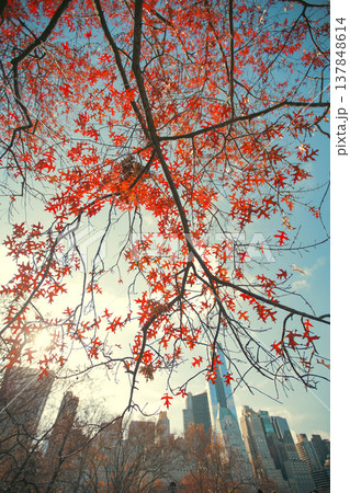 Red Autumn Oak Leaves against New York City Skyline with Blue Sky Copy Space in Central Park 137848614