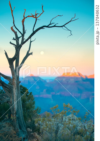 Dead Tree Silhouette at Grand Canyon with Full Moon and Sky Copy Space 137848632