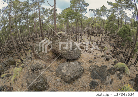 Fisheye panoramic view of Canary Island pine forest on volcanic lava soil with copy space 137848634