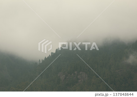Moody Pine Forest in Dense Mist and Fog with Large Copy Space for Text Moody Pine Forest in Dense Mist and Fog with Large Copy Space for Text 137848644