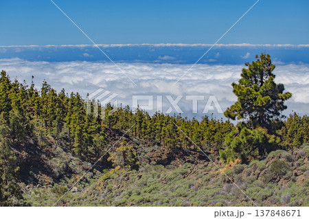 Scenic Sea of Clouds Above Atlantic Ocean from Tenerife Pine Forest with Copy Space 137848671
