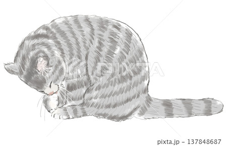 前足を舐めて毛繕いをするサバトラ猫の全身イラスト 前足を舐めて毛繕いをするサバトラ猫の全身イラスト 137848687