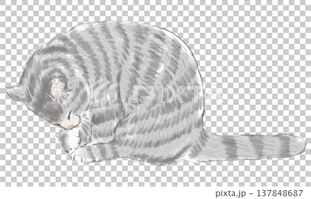 前足を舐めて毛繕いをするサバトラ猫の全身イラスト 前足を舐めて毛繕いをするサバトラ猫の全身イラスト 137848687