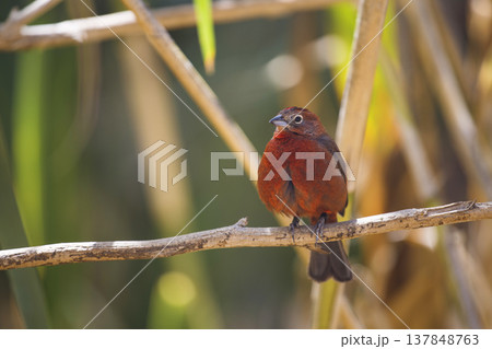 Red crested finch bird perched on a branch in tropical forest with copy space 137848763