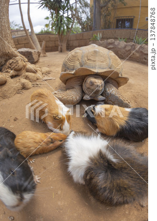 African spurred tortoise and colorful guinea pigs eating together with copy space African spurred tortoise and colorful guinea pigs eating together with copy space 137848768