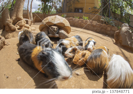 Curious guinea pigs and giant tortoise on sandy ground with copy space Curious guinea pigs and giant tortoise on sandy ground with copy space 137848771